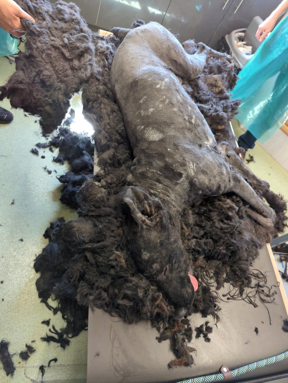 Mr Springett claimed he thought the animal did not need clipping due to its breed (RSPCA)