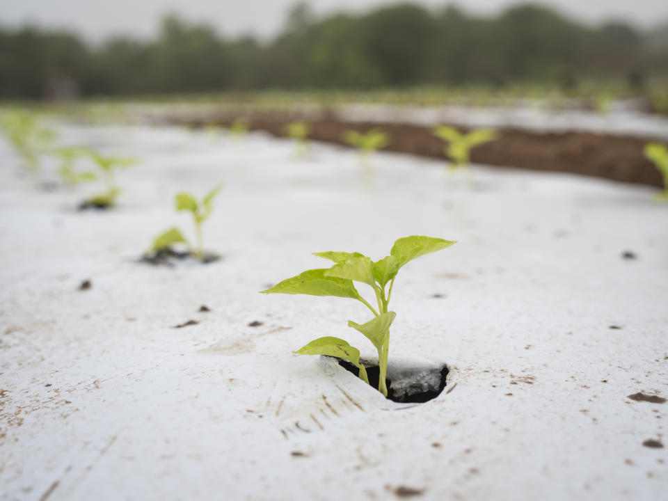 Newly sprouted pepper plants are protected by a plastic sheet at Middle Ground Farm. (Matthew Busch / for NBC News)