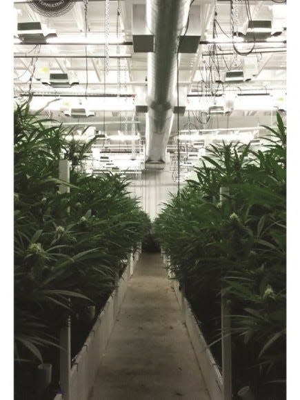 Marijuana plants are shown growing indoors. The Seneca Nation is planning to build a 90,000 square-feet cultivation facility to support its dispensary, Nativa Cannabis.