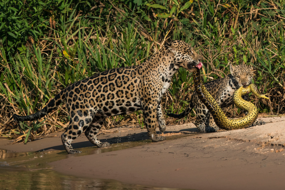 'Matching outfits' by Michel Zoghzoghi which shows a jaguar and her cub holding an anaconda in the Pantanal, Brazil. (Michel Zoghzoghi/Wildlife Photographer of the Year)