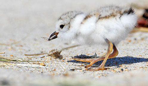 Piping plover chicks have been spotted at Hampton and Seabrook beaches. The babies are not much bigger than cotton balls and can be hard to see.