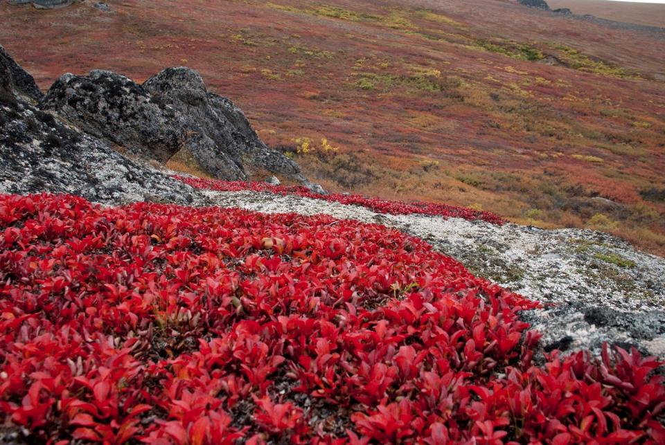 Red fall foliage on bearberry in Bering Land Bridge National Preserve