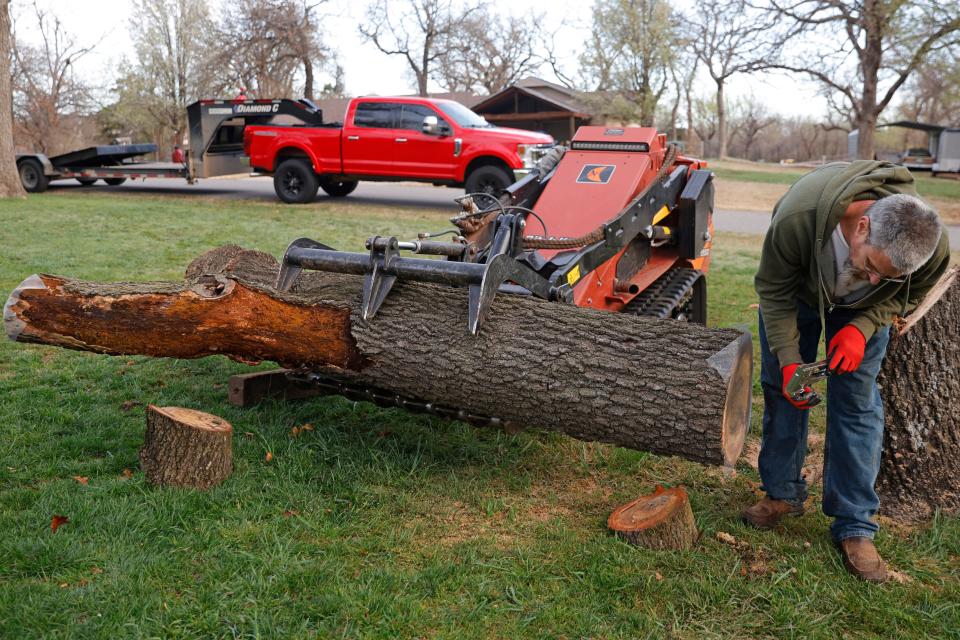 Tom Menasco examines a tree containing a beehive March 16 before moving it to a different property.