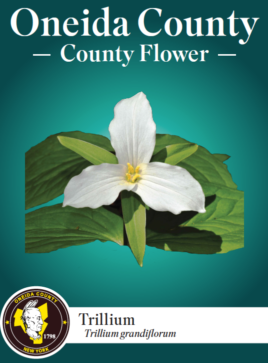 New Oneida County flower, the trillium, is listed as an endangered species by the US Fish and Wildlife Service.