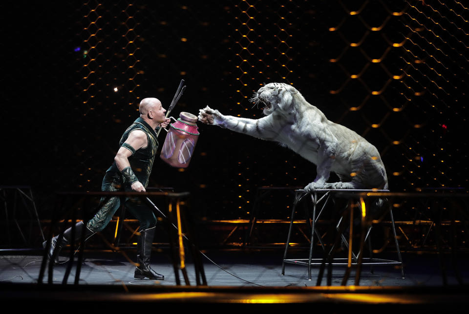 <p>Ringling Bros. tiger trainer Taba Maluenda performs with a white tiger during a show, Thursday, May 4, 2017, in Providence, R.I. Maluenda has been with some of the cats for 13 years, has raised them from cubs. But they’re owned by Feld Entertainment, which owns Ringling, and he has to say goodbye. (Photo: Julie Jacobson/AP) </p>