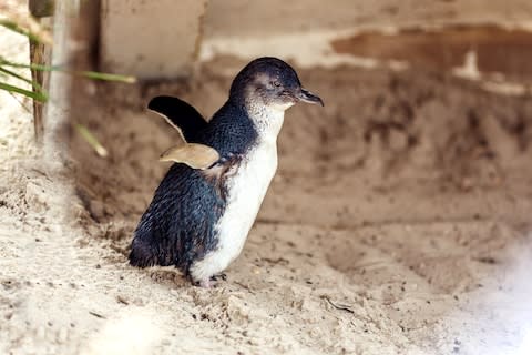 A little penguin - Credit: GETTY