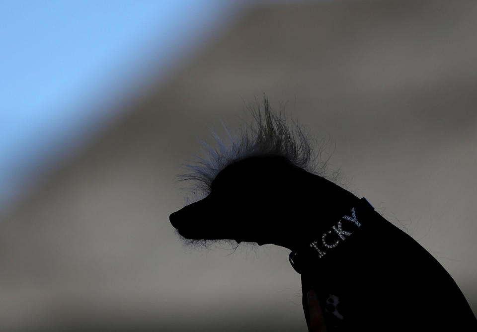 <p>A competitor named Icky shows off his personalised diamante collar. (Justin Sullivan/Getty Images) </p>