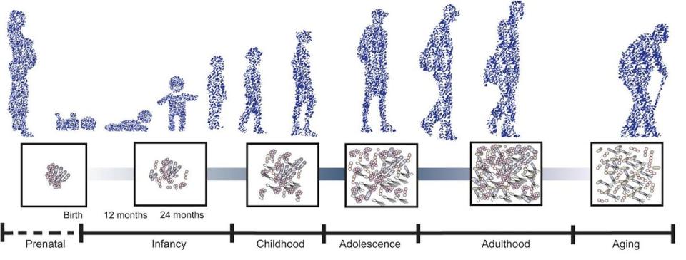 Tomado y modificado de Cryan et al (2019). Physiol Rev