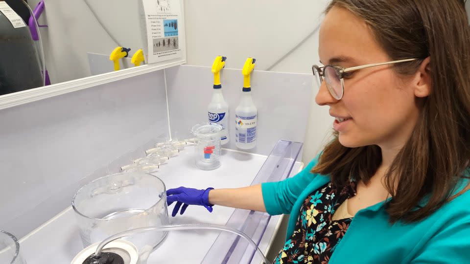 Ruby Harrison, a postdoctoral fellow at UGA, puts triatomine bugs infected with Trypanosoma cruzi parasites to sleep with gas. - Paula Andalo/KFF Health News