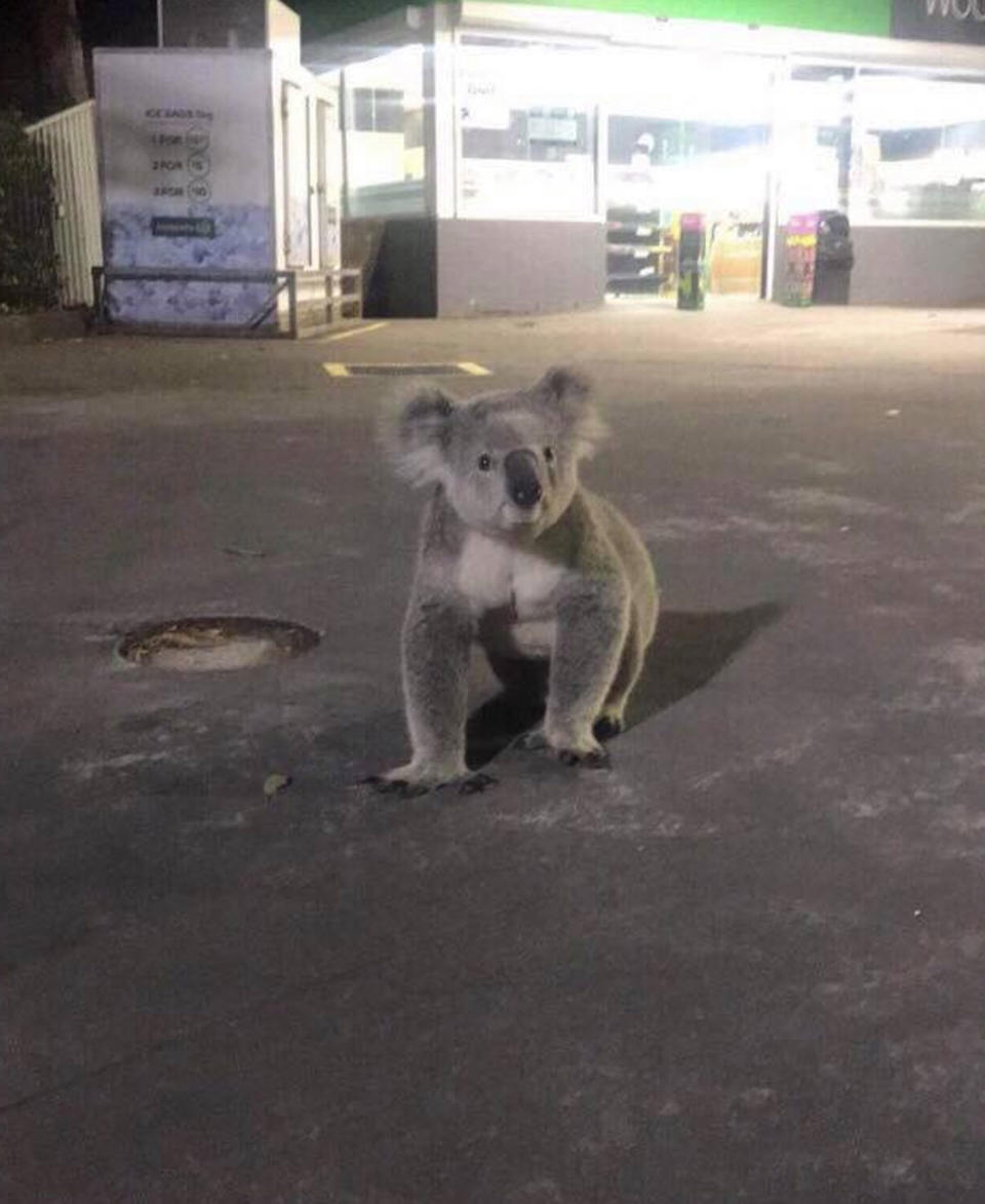 The healthy male koala was seen at a Sydney service station. Photo: Facebook/ Help Save the Wildlife and Bushlands in Campbelltown