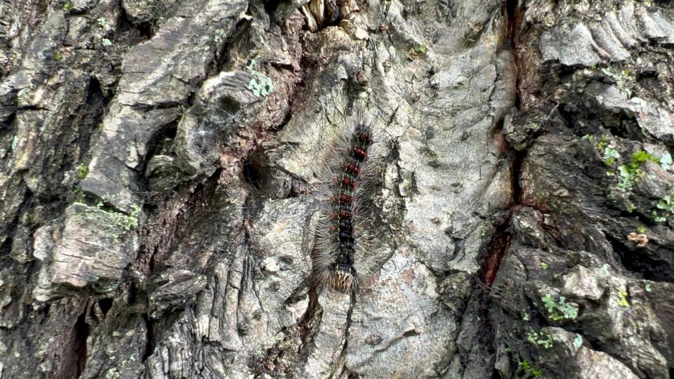 Spongy moth caterpillar climbs down a weeping willow tree in Williston, Vermont on June 2.