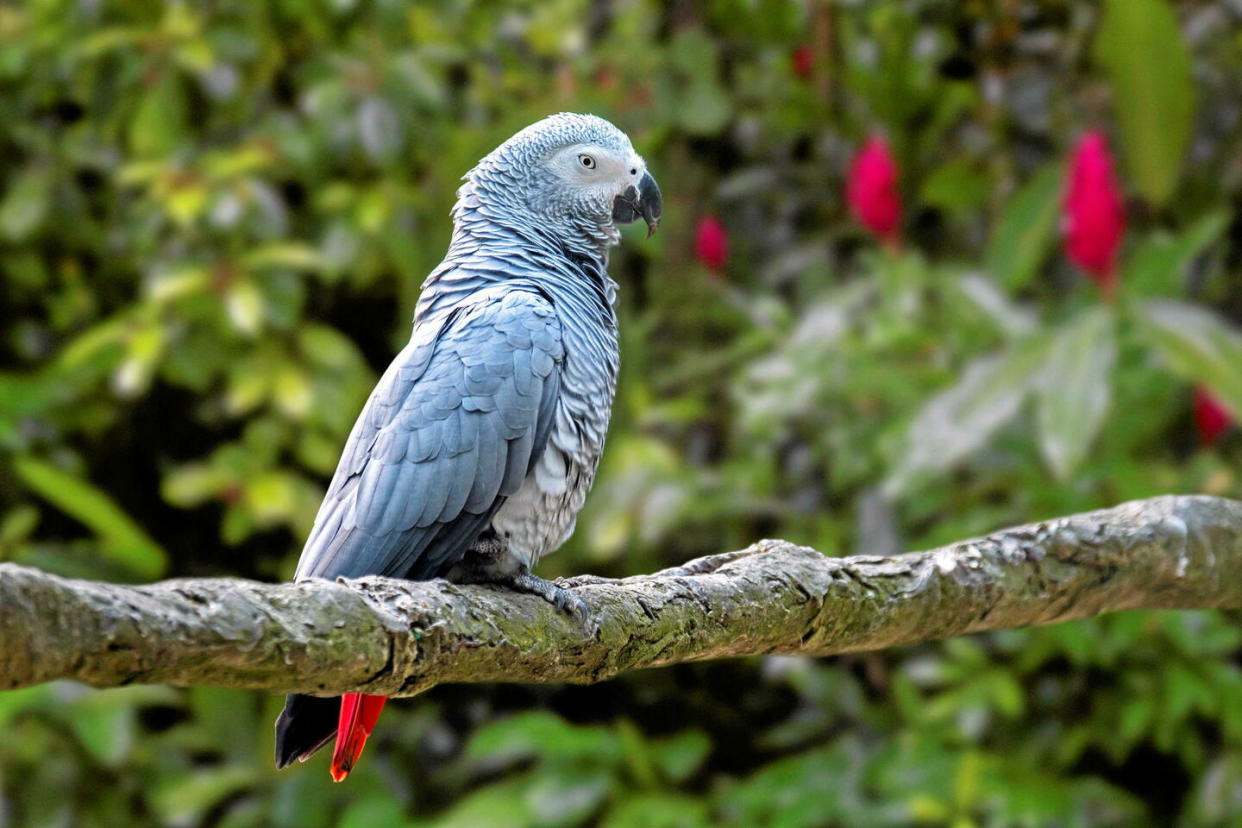 Un perroquet Gris du Gabon a sauvé ses propriétaires d'un incendie qui s'était déclaré dans leur foyer, dans le Finistère. (image d'illustration)  - Credit:Philippe Clément / MAXPPP / BELPRESS/MAXPPP