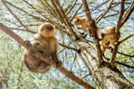 Conservationists blame illegal poaching, tourism, and overexploitation of the cedar and oak forests that form the species' natural habitat for the decline of the Barbary macaques