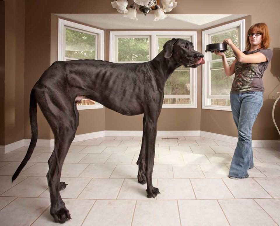 A 3 year-old Great Dane called Zeus from Michigan, USA, is featured in the new Guinness World Records 2013 book as the tallest dog ever, measuring 111.8 cm (44 in) from top to tail (Picture: Kevin Scott Ramos/Guinness World Record)