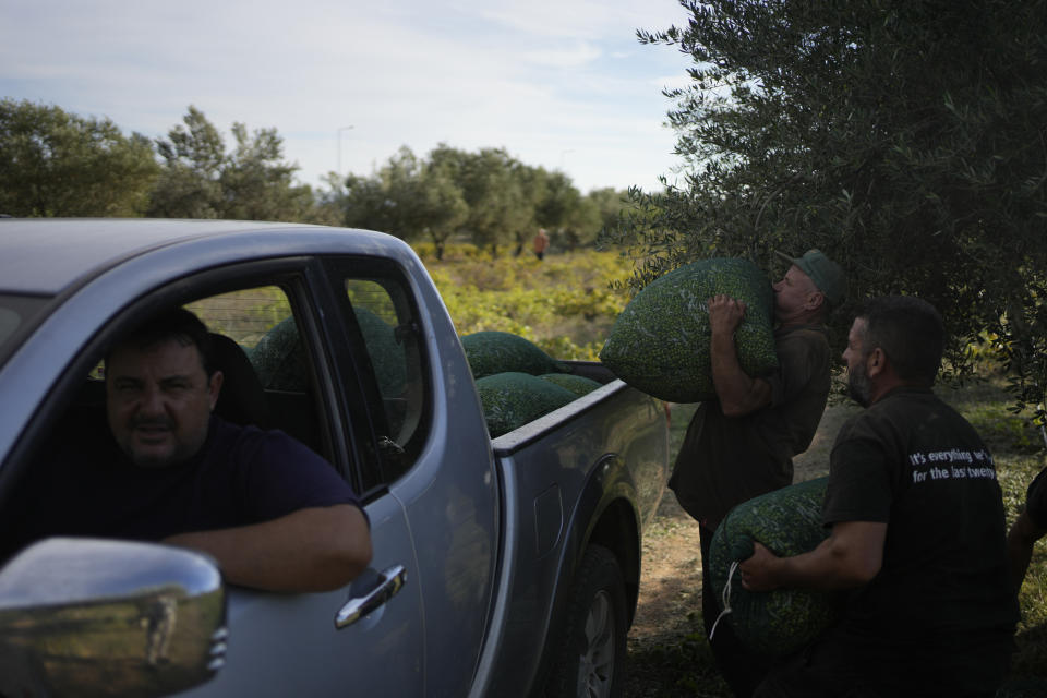 Workers load olives on a van during the harvest period in Spata suburb, east of Athens, Greece, Tuesday, Oct. 31, 2023. Across the Mediterranean, warm winters, massive floods, and forest fires are hurting a tradition that has thrived for centuries. Olive oil production has been hammered by the effects of climate change, causing a surge in prices for southern Europe's healthy staple. (AP Photo/Thanassis Stavrakis)