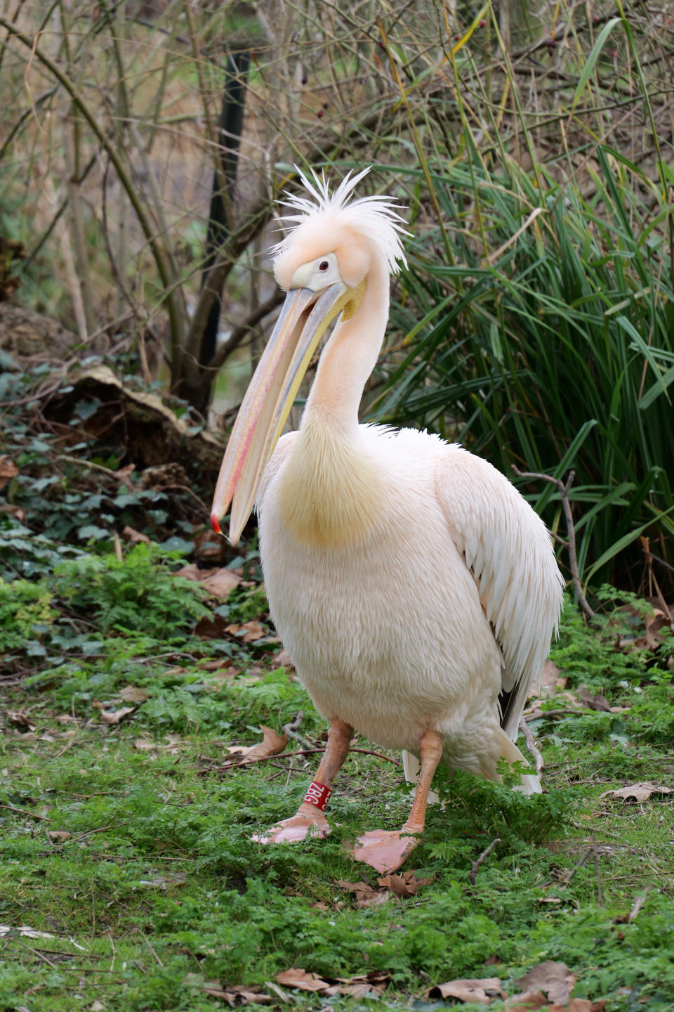 Pelican sitting amongst grass