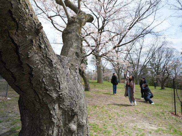 Peak Bloom for This Year's Cherry Blossoms May Be Earliest On