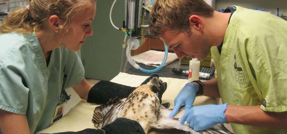 After receiving another accreditation, the NC Zoo staff is dedicated to maintaining animal care and welfare and other aspects of their operations.