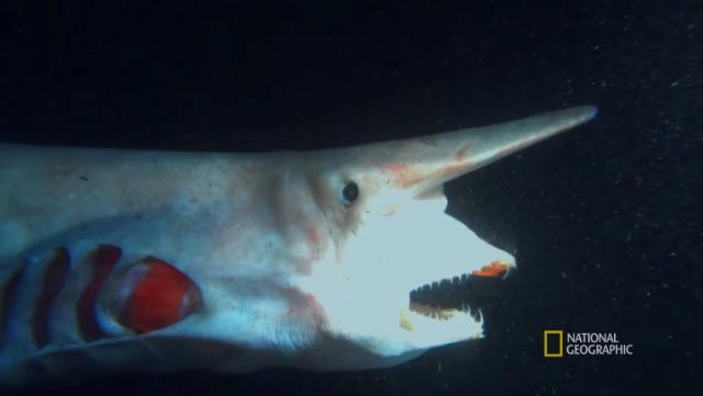 Boop! Goblin Sharks Have a Huge Snoot and Extendable Jaws - Yahoo Sports