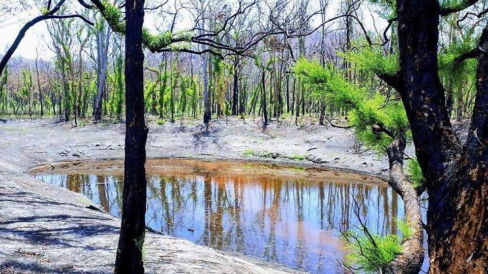 Incendios de Australia: la vida se abre paso entre las cenizas