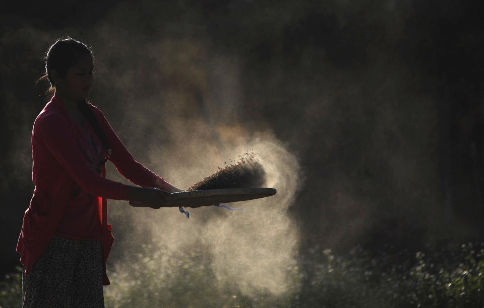 Harvesting grain in Nepal