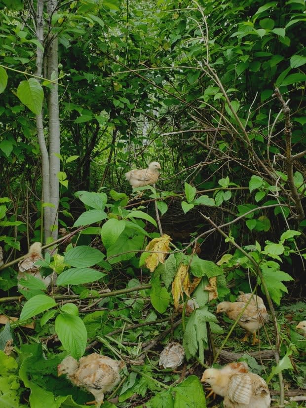 Skeena Valley Farm raised 1,500 chickens using the tree-range technique in 2020 and hopes to eventually expand to more than 4,000 a year. 