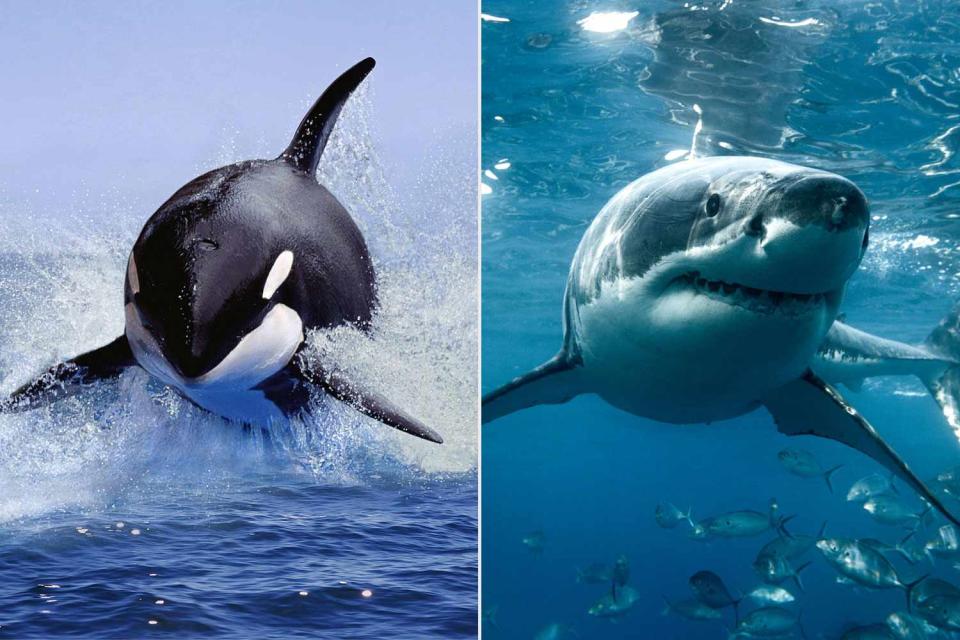 <p>Getty (2)</p> Stock photos of an orca whale (left) and a great white shark (right)