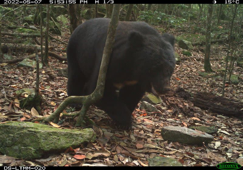 林務局表示，黑熊跟水鹿被拍攝到照片比例也逐年提高。（圖／林務局提供）
