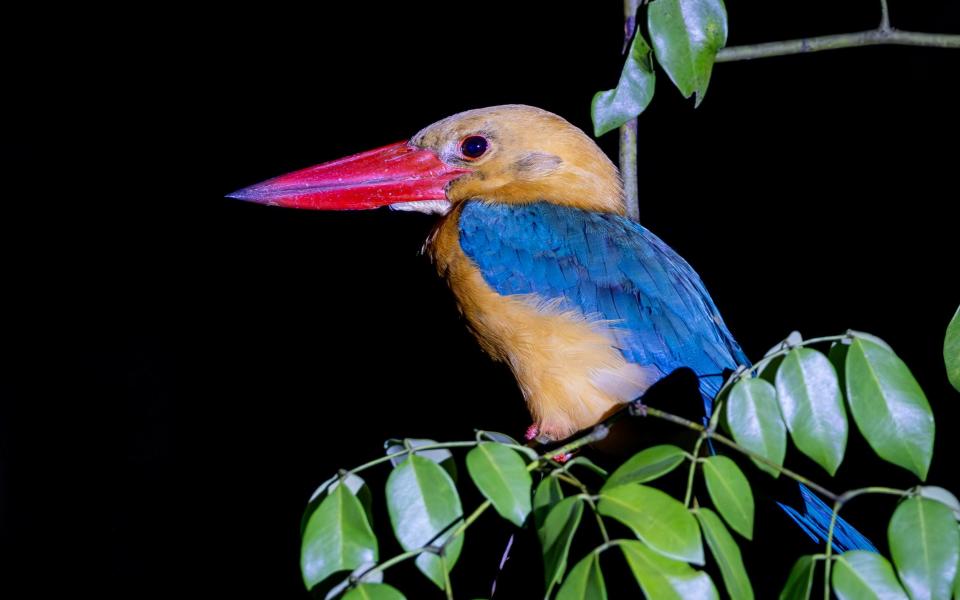 The stork-billed kingfisher