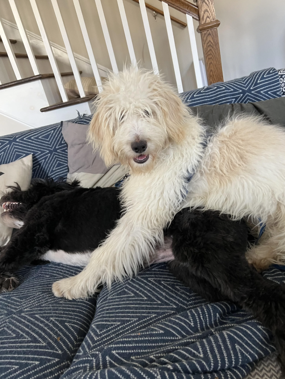 Two dogs on the couch