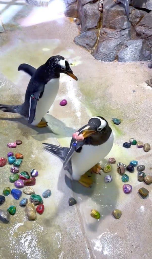 The penguins gift pebbles during their nesting season. TikTok/@detroitzoo