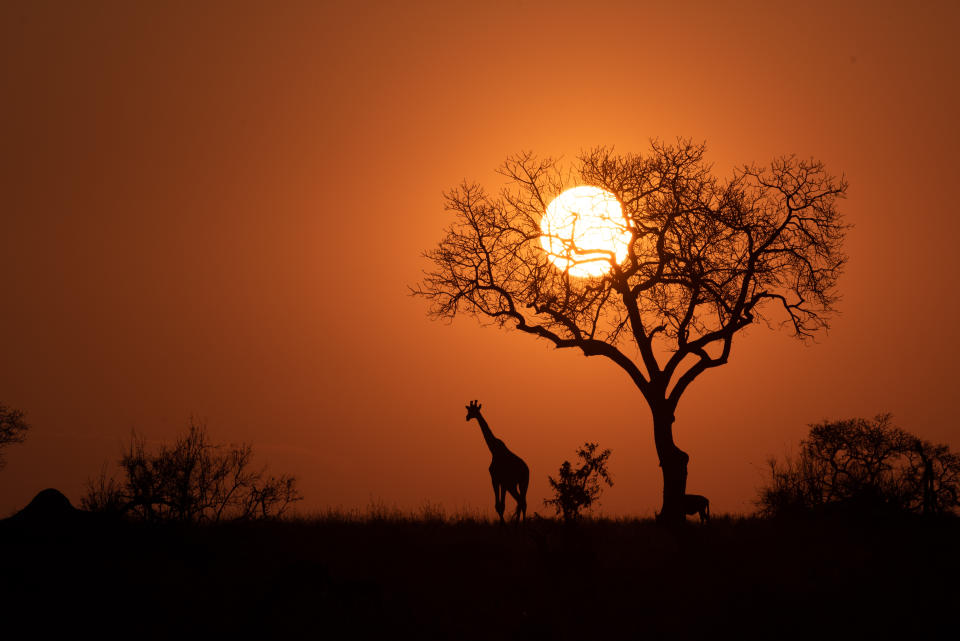 Or perhaps a safari in South Africa is calling your name. Credit: Getty