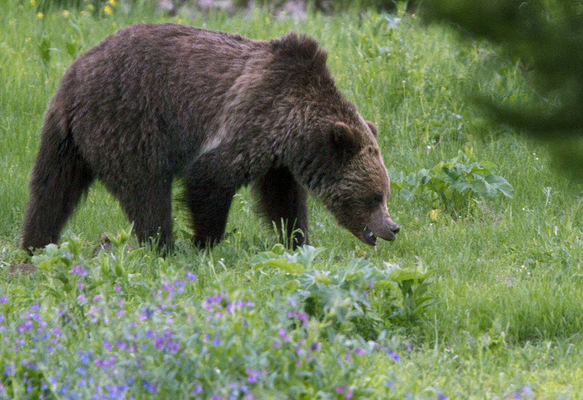 #Woman found dead after grizzly bear encounter near Yellowstone National Park