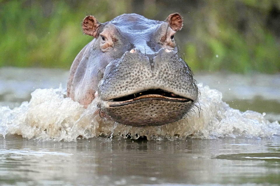 Les hippopotames de Pablo Escobar représentent un réel danger pour les habitants du nord de la Colombie.  - Credit:Fernando Vergara/AP/SIPA / SIPA / Fernando Vergara/AP/SIPA