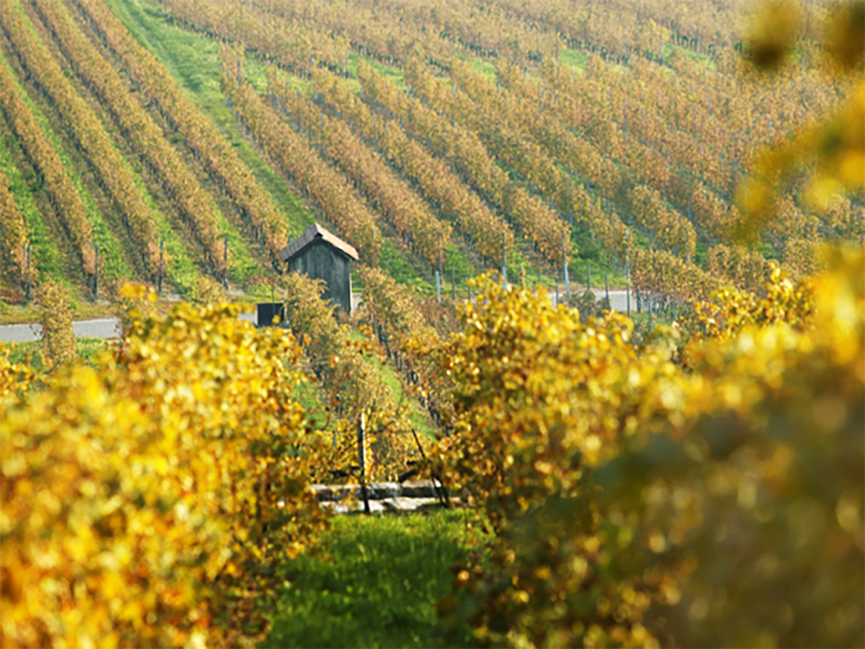 The vineyards of Domaine La Colombe are just a short drive away (Domaine La Colombe)