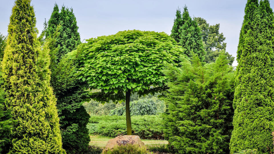 Our favorite evergreen trees are guaranteed to deliver on shape, form and color all year round