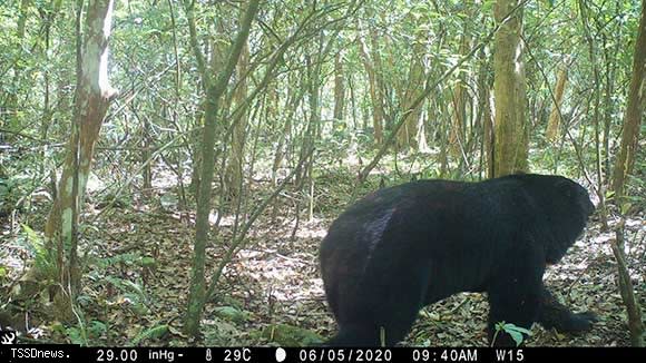 圖:紅外線相機拍攝到臺灣黑熊照片。(玉管處提供)