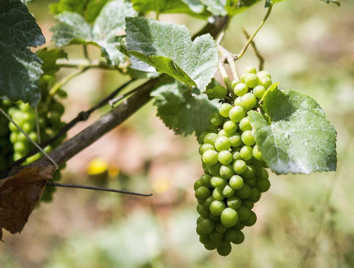 Grapes hang from a vine at the vineyard at Trillium Creek Winery in Home.