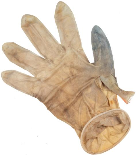An entrapped perch in a PPE glove, found during a Plastic Spotter clean-up in the canals of Leiden, The Netherlands. / Credit: Auke-Florian Hiemstra/The effects of COVID-19 litter on animal life