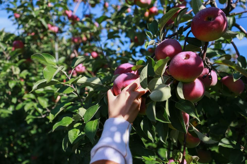 16) Middlefield Orchard in Cooperstown, New York