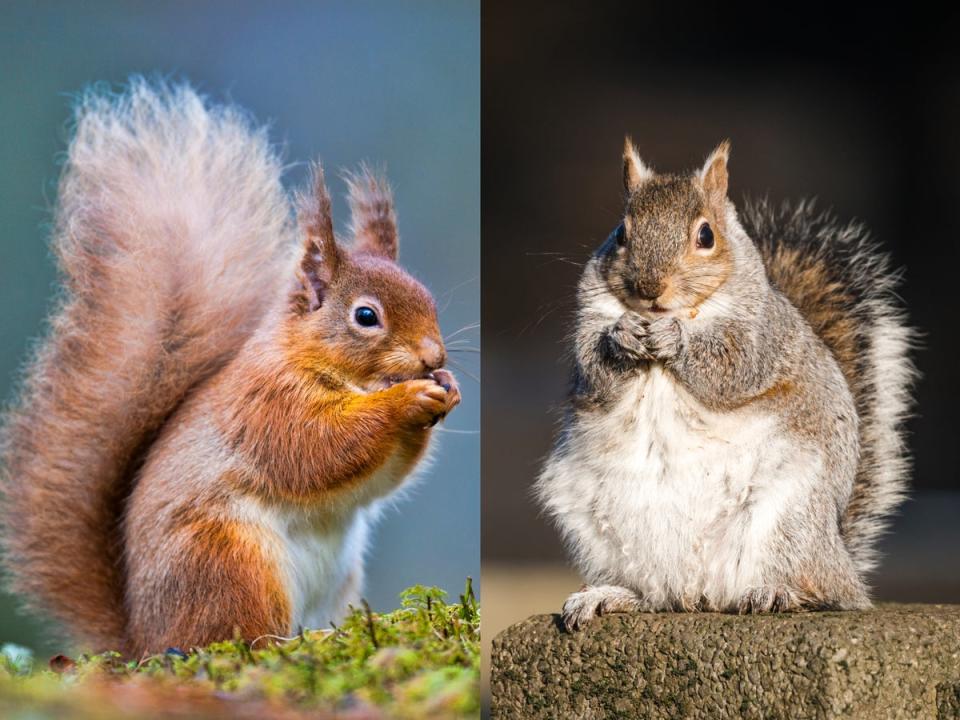 The UK’s native red squirrels (left) are threatened by invasive grey squirrels (iStock)
