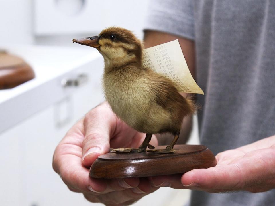 Close up of a mounted chick specimen.