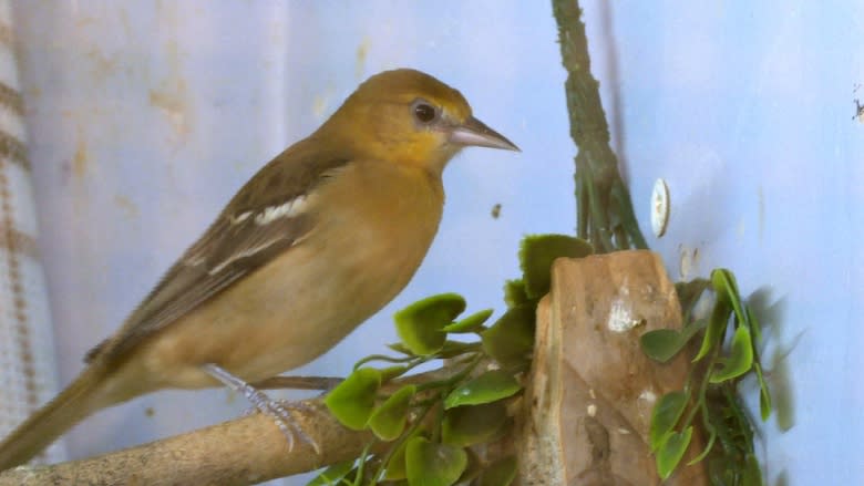 Birdwatcher who saved rare oriole dies before seeing it fly home