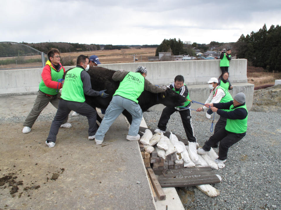 A cow which escaped from a farm is removed from a highway by members of United Kennel Club Japan (UKC Japan) in Namie town, where is inside the exclusion zone of a 20km radius around the crippled Fukushima Daiichi nuclear power plant, December 25, 2011, in this handout photo relased by UKC Japan. Dogs and cats that were abandoned in the Fukushima exclusion zone after last year's nuclear crisis have had to survive high radiation and a lack of food, and they are now struggling with the region's freezing winter weather. A 9.0-magnitude earthquake and massive tsunami on March 11 triggered the world's worst nuclear accident in 25 years and forced residents around the Fukushima Daiichi nuclear power plant to flee, with many of them having to leave behind their pets. Picture taken December 25, 2011. REUTERS/UKC Japan/Hanout (JAPAN)