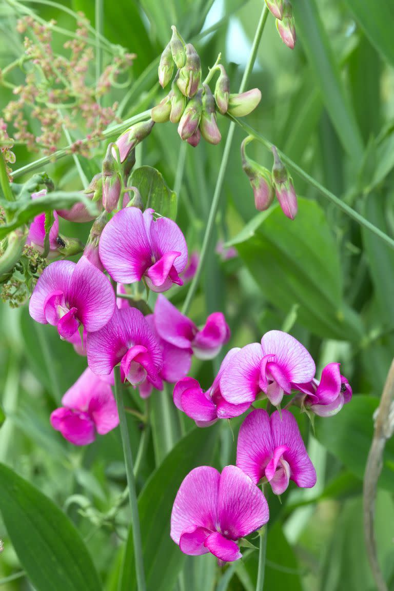  flower meanings, sweetpea