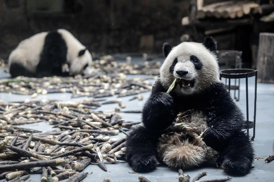 Chengdu research base of giant panda breeding