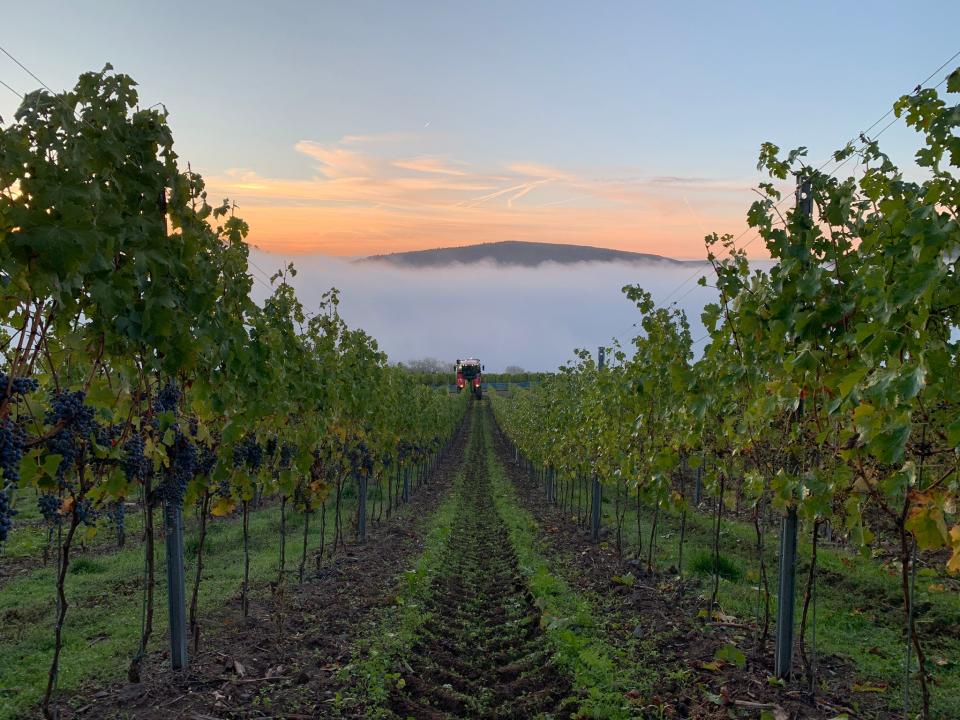 Einblick in die Weinlese im rheinland-pfälzischen Schlossböckelheim. - Copyright: Johann Klein