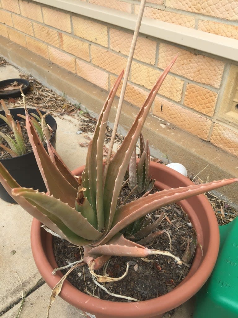  Large Potted Brown Aloe Vera Plant. 