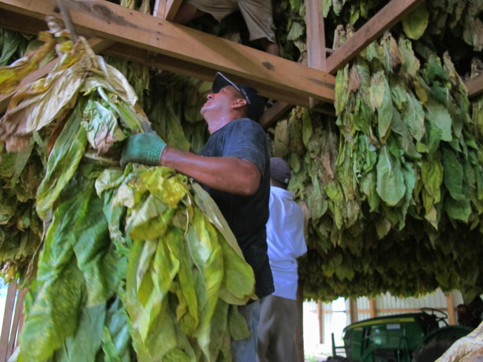 Workers hang burley tobacco in a barn for curing on Thursday, Aug. 9, 2012, on a farm near Finchville, Ky. For burley tobacco farmers in Kentucky and Tennessee, an average crop being forecast is a big relief. A few weeks ago, the crop was on the brink of ruin from extreme heat and drought. Now, tobacco specialists say much of the burley has gone through a growth spurt, thanks to recent rains. (AP Photo/Bruce Schreiner)