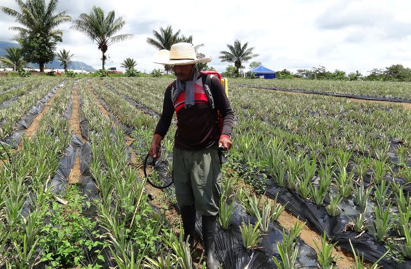 Foto de archivo. Un exrebelde de las FARC trabaja en un cultivo de piñas en una ciudadela construida por ellos en Caquetá